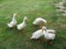 IMG_0466